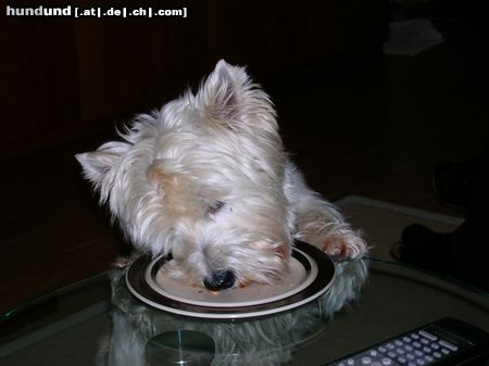 West Highland White Terrier schmeckt super!!!!!!!!