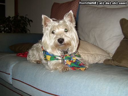 West Highland White Terrier Princess Daisy