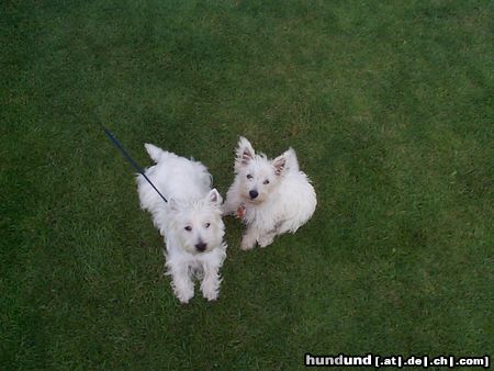 West Highland White Terrier Moritz(2 Jahre) und seine Frau Mary(3 Monate)