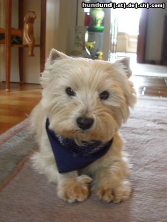 West Highland White Terrier