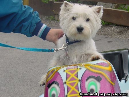 West Highland White Terrier Nicky