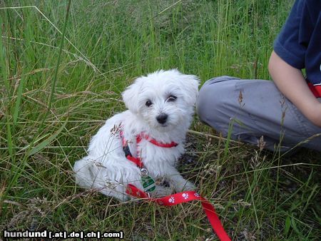 West Highland White Terrier Molly auf der Wiese