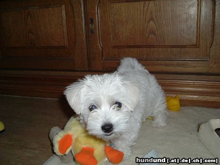 West Highland White Terrier Molly, 9 Wochen alt beim Spielzeug 