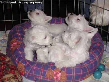 West Highland White Terrier ..unsere Lima..Lucky Stars goes Gareds