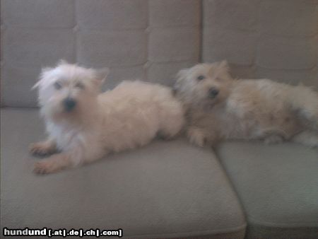 West Highland White Terrier Paffi und Shilla