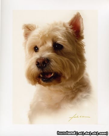 West Highland White Terrier Rambo