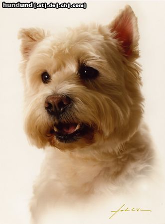 West Highland White Terrier Rambo