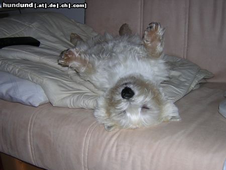 West Highland White Terrier Benny macht Pause