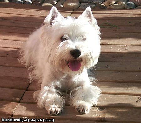 West Highland White Terrier die letzten Sonenstrahlen .....