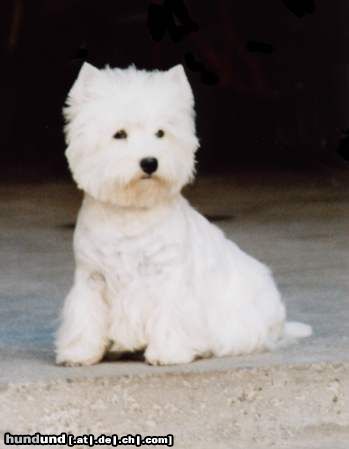 West Highland White Terrier Victora Snow-Star