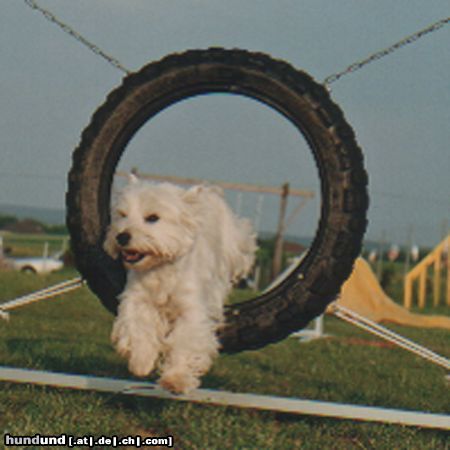 West Highland White Terrier Gypsie Reifen