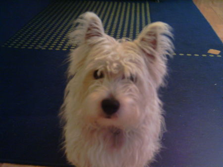 West Highland White Terrier haste was zu essen???