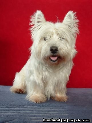 West Highland White Terrier HENRY