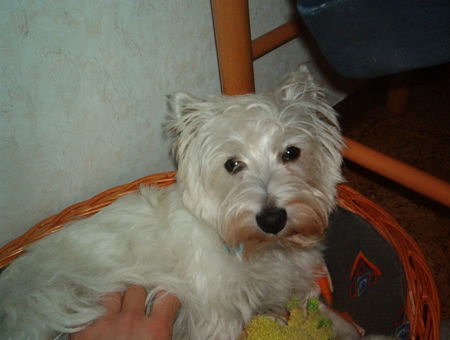 West Highland White Terrier Was guckst du???