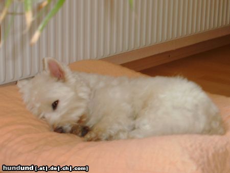 West Highland White Terrier Rambo