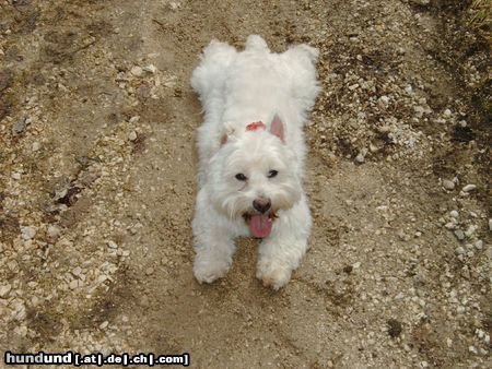 West Highland White Terrier Rambo