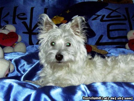 West Highland White Terrier Nicky mal ganz hübsch