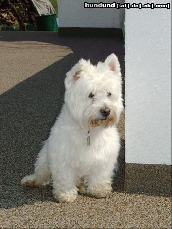 West Highland White Terrier Rambo