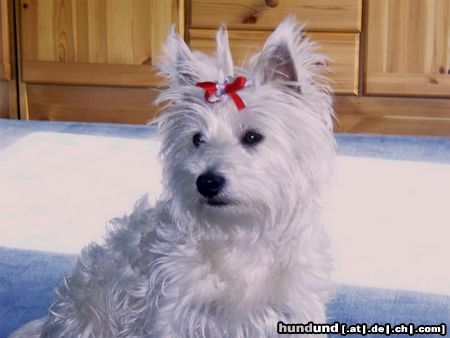 West Highland White Terrier Unser kleines Baby Nicky