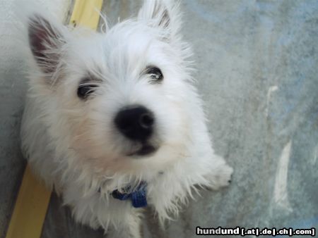 West Highland White Terrier Snoppy 