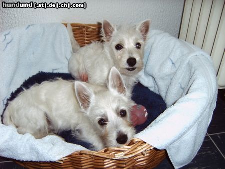 West Highland White Terrier idefix und bonnie...