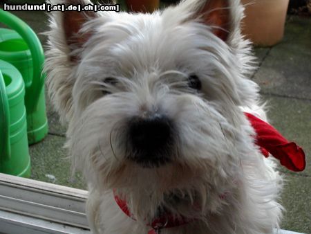 West Highland White Terrier Bussi-Bär