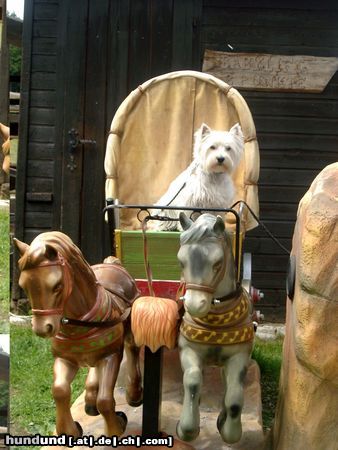 West Highland White Terrier Nicky