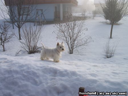 West Highland White Terrier Tommy 