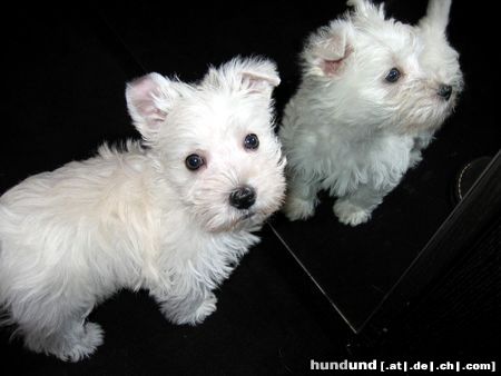 West Highland White Terrier Meine Alina vom Olfener Schloß