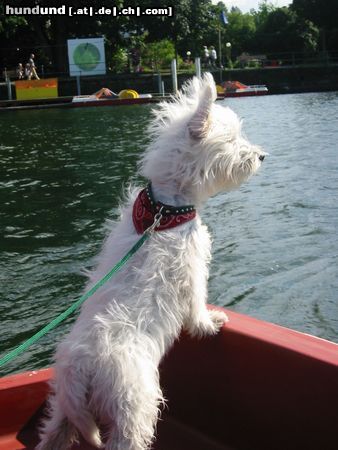 West Highland White Terrier Lucys Bootsfahrt auf dem Bodensee