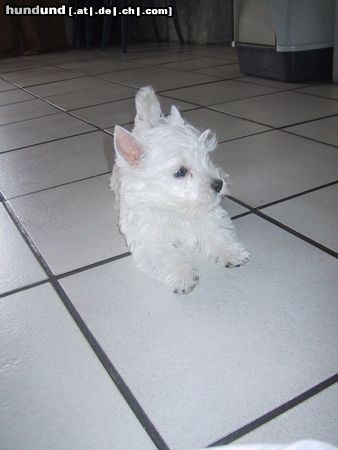 West Highland White Terrier Westi Welpe Star ofRoyal Diamonds