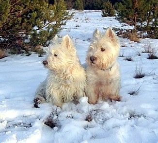 West Highland White Terrier Dusty und Hugo