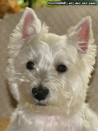 West Highland White Terrier