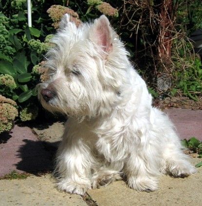 West Highland White Terrier Dusty,15 Jahre 