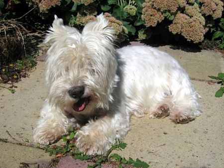 West Highland White Terrier Hugo 