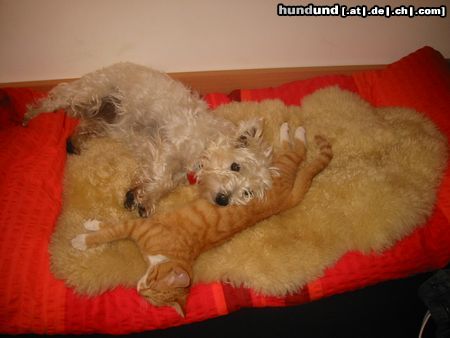 West Highland White Terrier Freunde fürs Leben (Westi-Lucy, Katze-Chica)