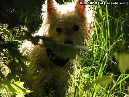 West Highland White Terrier Idefix mit 1 Jahr nach dem Bad im Froschteich