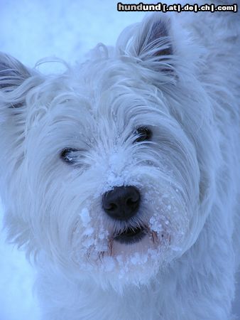 West Highland White Terrier Idefix liebt den Schnee