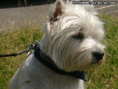 West Highland White Terrier