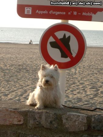 West Highland White Terrier Nicky