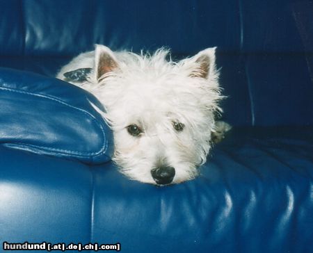 West Highland White Terrier mein Westie JerryLee mit 6Monaten