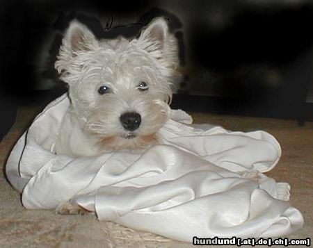 West Highland White Terrier Kilkenny  mit 6 Monaten