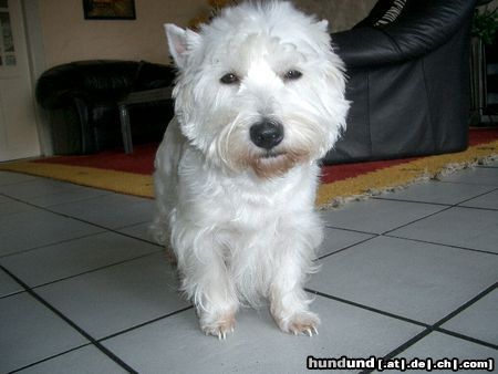 West Highland White Terrier Westhighland White Terrier Star of Royal Diamonds