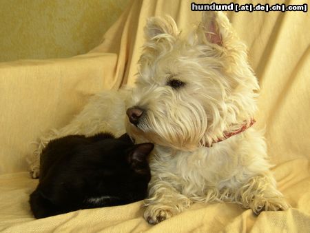 West Highland White Terrier Xania mit Ronja - Machmal bewache ich auch schlafende Katzen