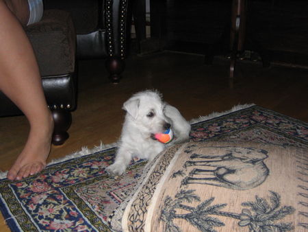 West Highland White Terrier Das ist Ben mit 11 Wochen