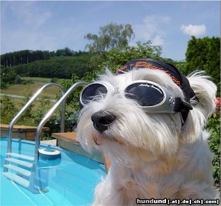 West Highland White Terrier Laurinne Snow-Star