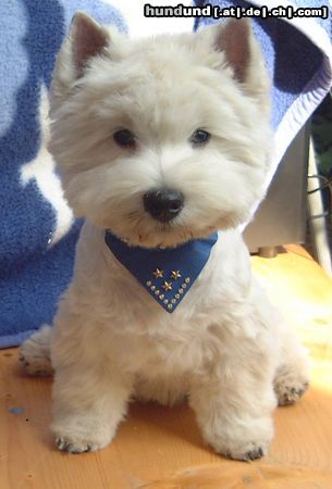 West Highland White Terrier Mein Rüde Lucky vom Jolly Joker