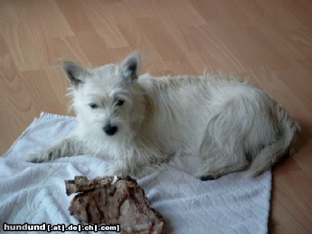 West Highland White Terrier Kommt meinem Knochen nicht zu nahe