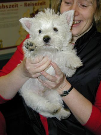 West Highland White Terrier