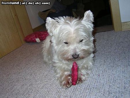 West Highland White Terrier Nelly und ihr Leckerchen ...